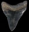 Juvenile Megalodon Tooth - Serrated Blade #56582-1